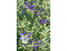 110���. ���̣� ������-������� ����������.jpg