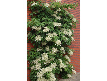 115���. ��������� �������� ����������.jpg