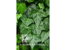 135���. ���� �������� ��������.jpg