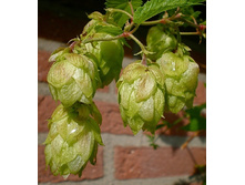 135���. ����� ������������ ������.jpg