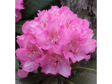 194���. ����������� ��������� ���������� �����������.jpg