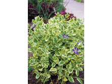 85���. �������� ������� ���������.jpg