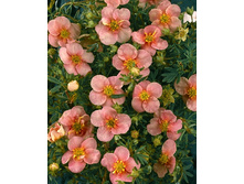 87���. �������� ������������� ������ �����.jpg