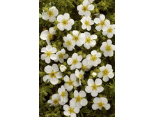 87���. �������� ������������� ���� ����.jpg