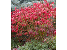 105���. ��������� �������� ���������.jpg