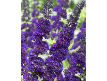 90���. ������� ������ ���� ����.jpg