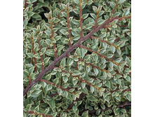 100���. ��������� �������������� ����������.jpg