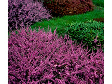 98���. ������ ����� ������.jpg