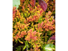 98���. ������ ������ �����.jpg