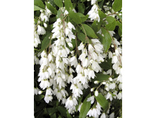 100���. ������ �����.jpg