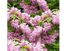 100���. ������ ��������� ���.jpg