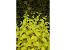 100���. ����� ����� �����.jpg