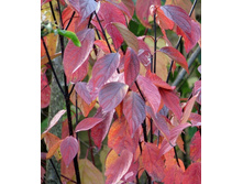 100���. ����� ����� ������������.jpg