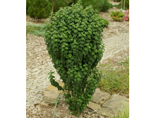 100���. ���� ������� ���������.jpg