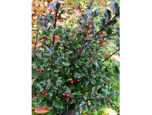 100���. ����� ������� ��� ���������.jpg