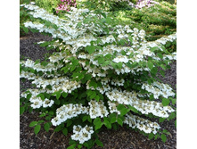 105���. ������ ���������� ������.jpg