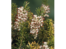 105���. ����� �������� ������ �������.jpg