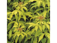 110���. ������ ������� ������� �����.jpg