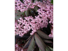 165���. ������ ޣ���� ���� �����.jpg