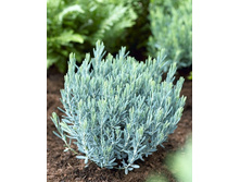 110���. ������ ������������ ��� �����.jpg