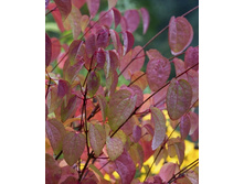 125���. �������� �������� .jpg