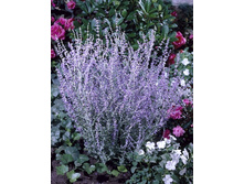 130���. ��������� ������������� ���� �����.jpg