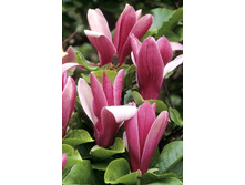 150���. �������� ������������ �����.jpg