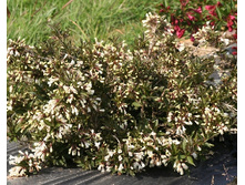 150���. ������� ���� ��� ����.jpg