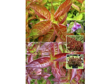 160���. ������� ����� �� �����.jpg