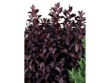 160���. ������� ����� �������.jpg