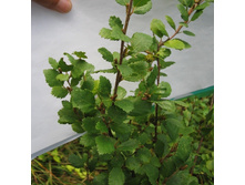 200���. ��ң�� ���������� ������ ���� 