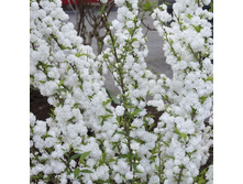 87���. ������ ���������� ���������.jpg