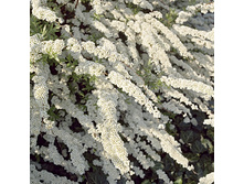 87���. ������ ��������� ��������.jpg