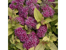 87���. ������ �������� ������ ��������.jpg