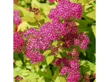 100���. ������ �������� ������ ������.jpg