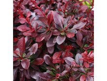 90���. �������� �������� ������������ ����.jpg