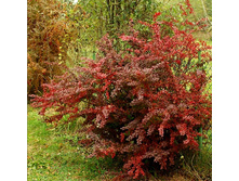 95���. �������� �������� ������ ����.jpg