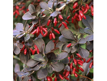 96���. �������� ��������� �������.jpg