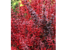 105���. �������� �������� ��� ������.jpg