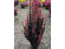 105���. �������� �������� ������� ������.jpg