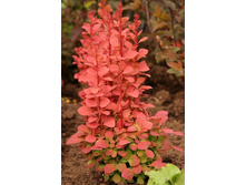 180���. �������� �������� ����� �����.jpg