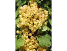 110���. ��������� ����� ����� ���������.jpg