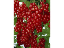 110���. ��������� ������� �������.jpg