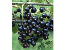 110���. ��������� ޣ���� �������.jpg