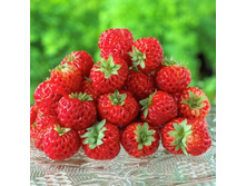 115���. ��������� ������� ��������� ��� ����.jpg