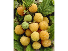 120���. ������ ������ ��������.jpg