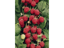 120���. ������ ������� �������.jpg