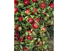 125���. ������ ������������� �������.jpg