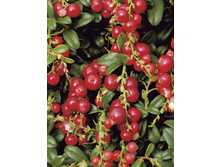 130���. �������� ��� ����.jpg