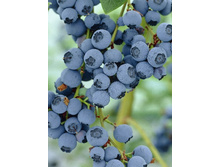 130���. �������� �������.jpg